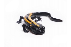 Laotriton laoensis